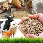 production d'aliments de haute qualité pour animaux et bétail.