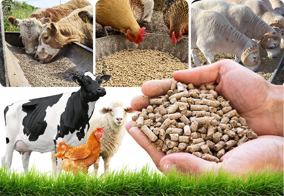 production d'aliments de haute qualité pour animaux et bétail.
